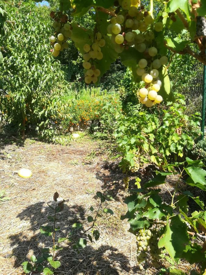 Organic Gardens Villa Crikvenica Buitenkant foto