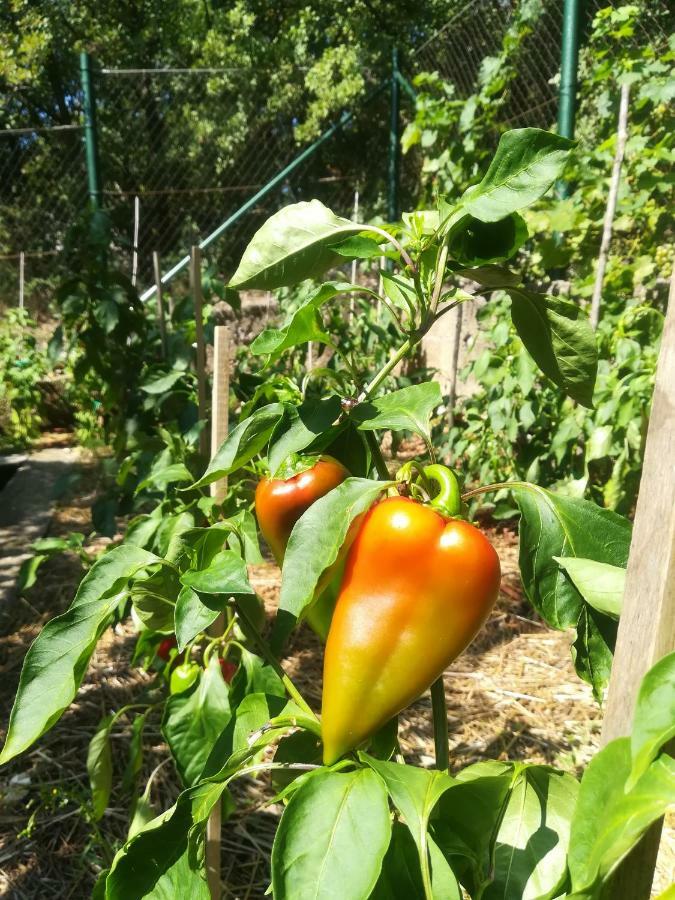 Organic Gardens Villa Crikvenica Buitenkant foto